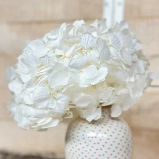Preserved Hydrangea White