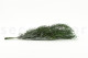 Eukalyptus Nicoly Stabilisiert - Grün 12