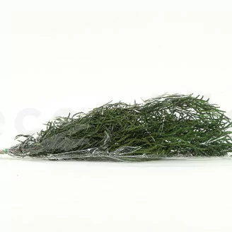 Konservierter Nicoly-Eukalyptus Waldgr&uuml;n