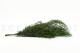 Eucalipto Nicoly Preservado - Verde 4