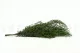 Preserved Nicoly Eucalyptus Forest Green 4