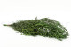 Eucalipto Nicoly Preservado - Verde 7