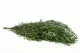 Eucalipto Nicoly preservado Verde Bosque 7