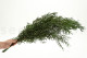 Eukalyptus Nicoly Stabilisiert - Grün 5