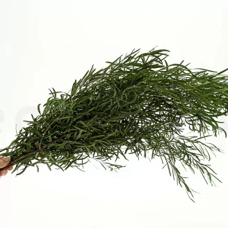 Konservierter Nicoly-Eukalyptus Waldgr&uuml;n