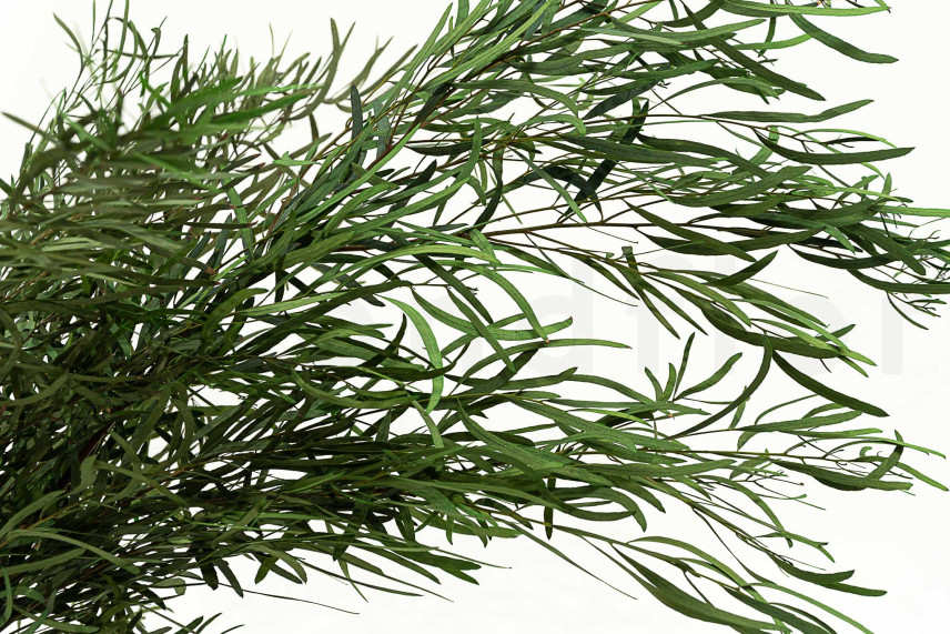 Eucalyptus Nicoly Stabilized - Green