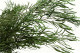 Eukalyptus Nicoly Stabilisiert - Grün 2