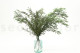 Eucalipto Nicoly Preservado - Verde 3