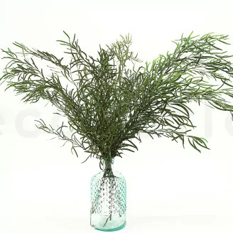 Preserved Nicoly Eucalyptus Forest Green