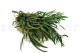 Eukalyptus Nicoly Stabilisiert - Grün 9