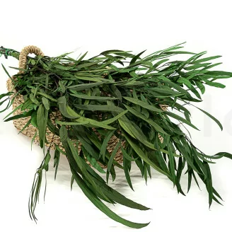 Preserved Nicoly Eucalyptus Forest Green