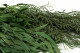 Eucalipto Nicoly Preservado - Verde 6