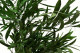 Eukalyptus Nicoly Stabilisiert - Grün 11