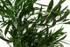 Preserved Nicoly Eucalyptus Forest Green 11