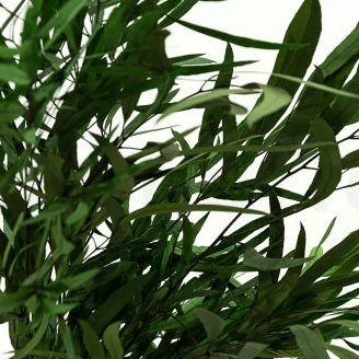 Preserved Nicoly Eucalyptus Forest Green