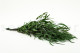 Eukalyptus Nicoly Stabilisiert - Grün 10