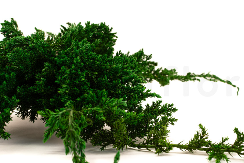 Juniperus Stabilisiert - Grün
