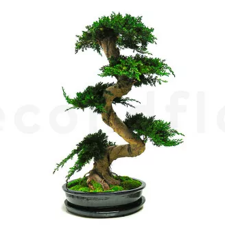 Preserved Juniper