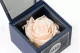 Scatola con rosa stabilizzata &ldquo;Ville de Paris&rdquo; Rosa 3