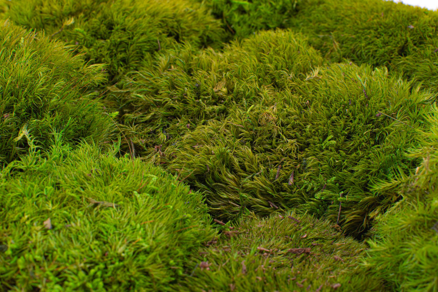 Mood Moss Préservée - Boîte - Light Green