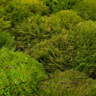 Mood Moss stabilizzato Light Green (Scatola)