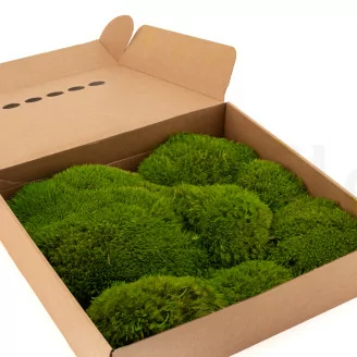 Preserved Mood Moss Light Green (Box)