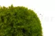 Mood Moss preservado Light Green (Caja) 4