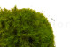 Mood Moss preservato - Scatola - Light Green 4