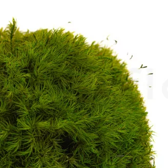 Preserved Mood Moss Light Green (Box)