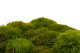 Mood Moss preservato - Scatola - Light Green 6