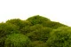 Mood Moss stabilizzato Light Green (Scatola) 6