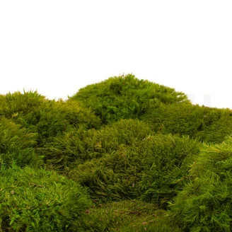 Mood Moss Light Green stabilis&eacute;e (Bo&icirc;te)