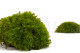 Mood Moss preservato - Scatola - Light Green 7