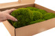 Mood Moss preservato - Scatola - Light Green 5