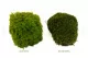 Mood Moss preservado Light Green (Caja) 11