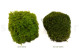 Mood Moss preservato - Scatola - Light Green 11