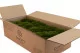 Konservierte Mood Moss Nature Green (Gro&szlig;karton) 2