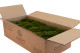 Mood Moss Préservée - Carton vrac - Nature Green 2