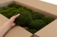 Mood Moss Préservée - Carton vrac - Nature Green 3