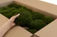 Mood Moss stabilizzato Nature Green (Cartone Sfuso) 3