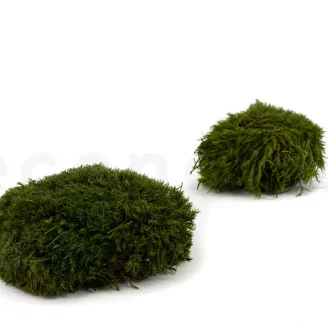 Mood Moss Nature Green stabilis&eacute;e (Carton)