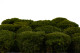 Mood Moss Préservée - Carton vrac - Nature Green 5