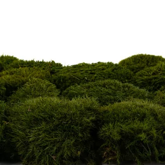 Mood Moss Nature Green stabilis&eacute;e (Carton)