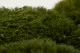 Konservierte Mood Moss Nature Green (Gro&szlig;karton) 8