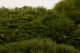 Mood Moss Préservée - Carton vrac - Nature Green 8