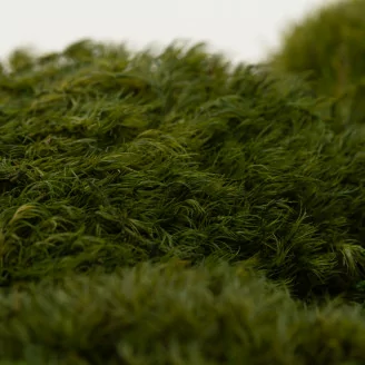 Mood Moss Nature Green stabilis&eacute;e (Carton)