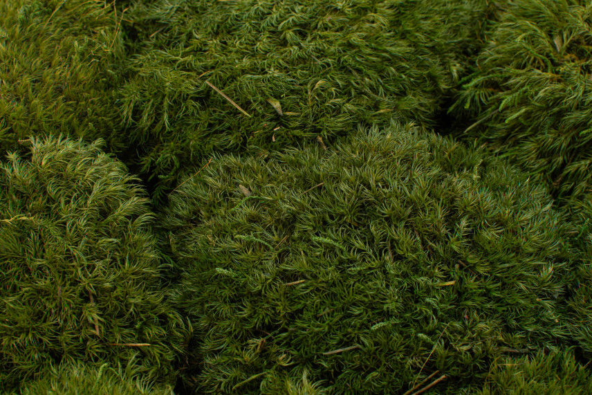 Mood Moss Préservée - Carton vrac - Nature Green