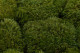 Mood Moss Préservée - Carton vrac - Nature Green 1