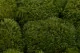 Preserved Mood Moss Nature Green (Bulk Box) 1