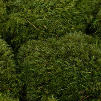 Konservierte Mood Moss Nature Green (Gro&szlig;karton)